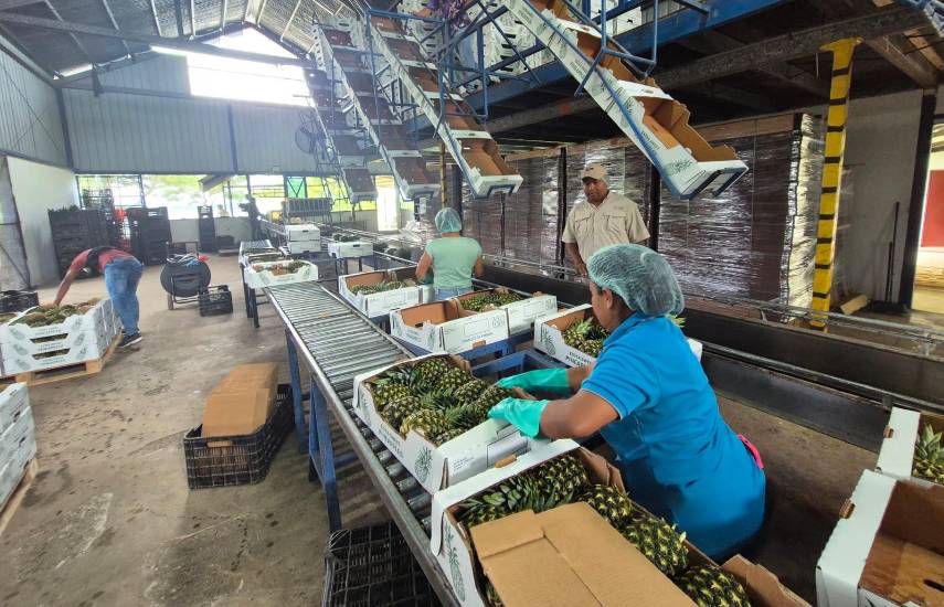 Panamá exporta 1,680 cajas de piña MD2 a Arabia Saudita en tercer envío comercial