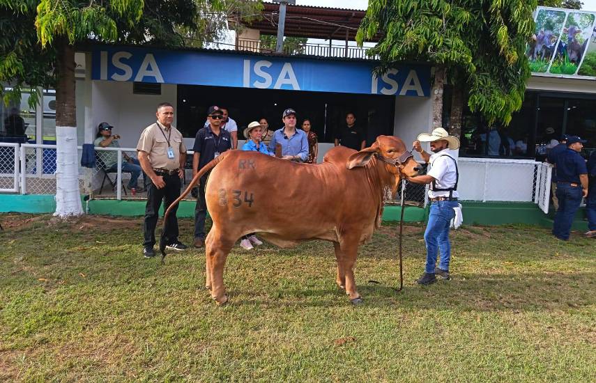 ISA se alza con el Gran Campeón Becerra en el Juzgamiento Brahman de Ocú
