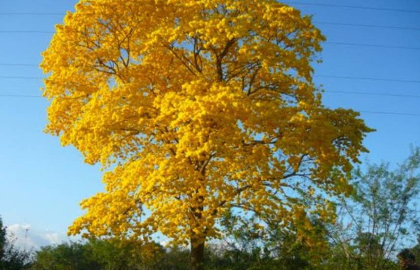 ML | Un árbol de guayacán con sus flores.
