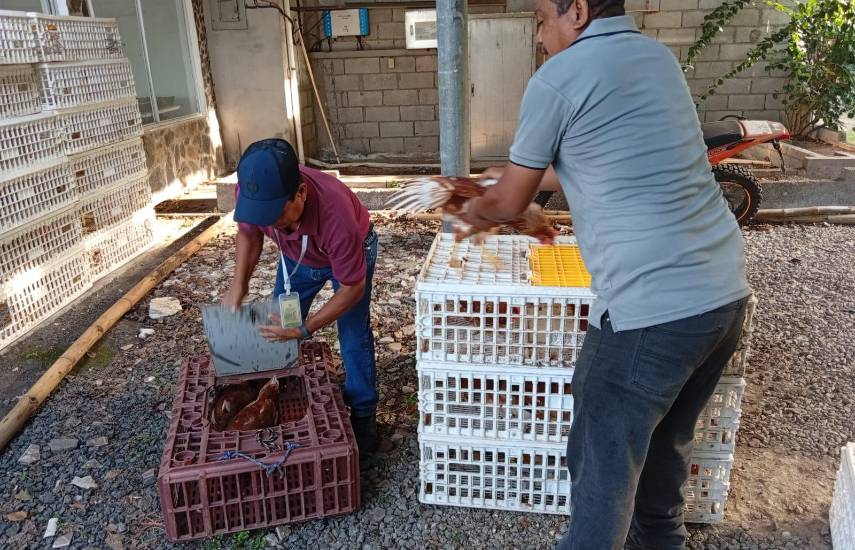 Entregan insumos agropecuarios a 25 familias de Panamá Oeste