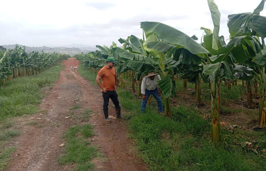 Enumeran medidas para recuperar cultivos afectados por El Niño