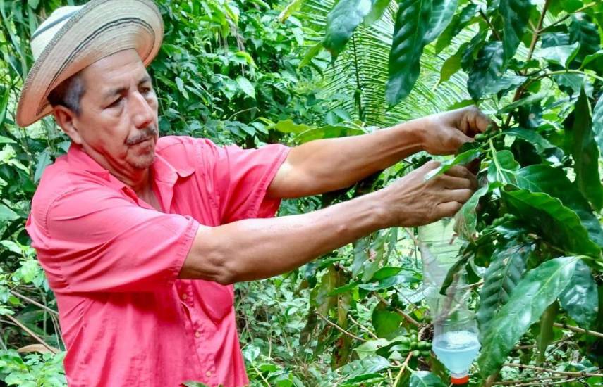 Avanza estrategia para combatir enfermedades en cultivos de café en Herrera