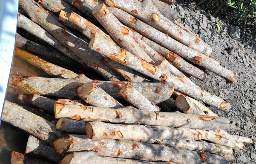 Detectan redes ilegales y tala de manglar en el Área Protegida Manglares de la Bahía de Chame