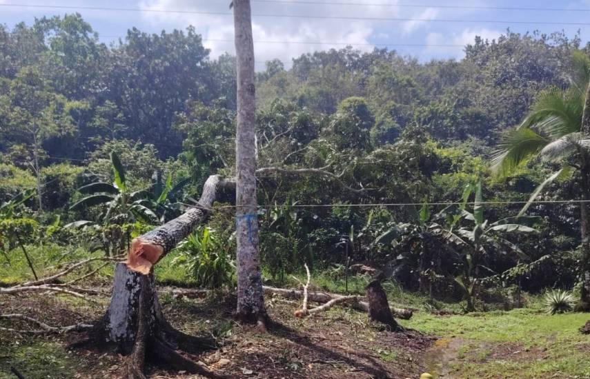 Tala de árbol provocó falla en línea de transmisión eléctrica