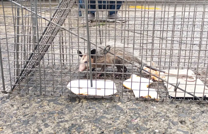 MiAmbiente rescata zarigüeyas en La Alameda