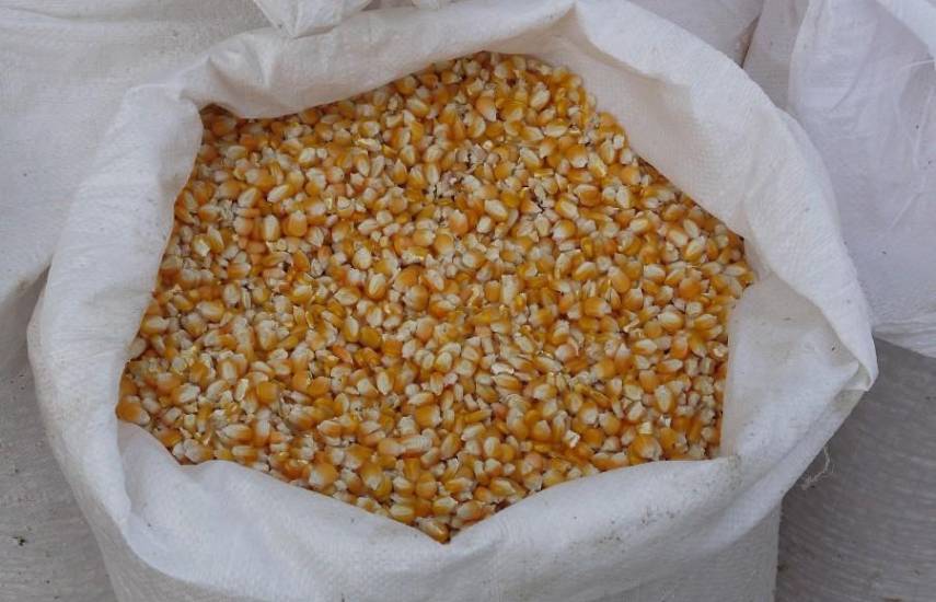 ML | Un saco con maíz tras se cosechado en el interior del país.