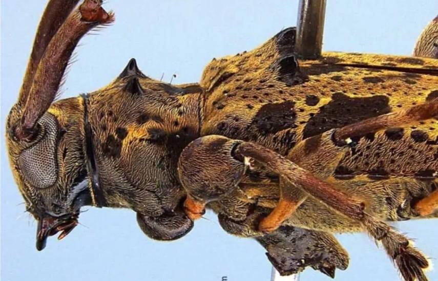 Investigador de la Universidad de Panamá descubre nueva especie de escarabajo