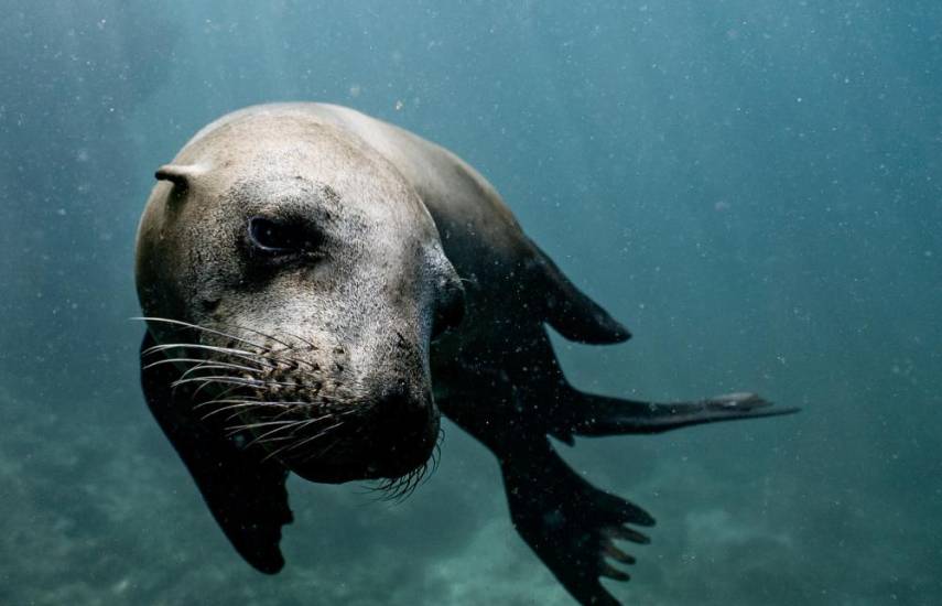 Las focas tienen sentido del ritmo, revela estudio