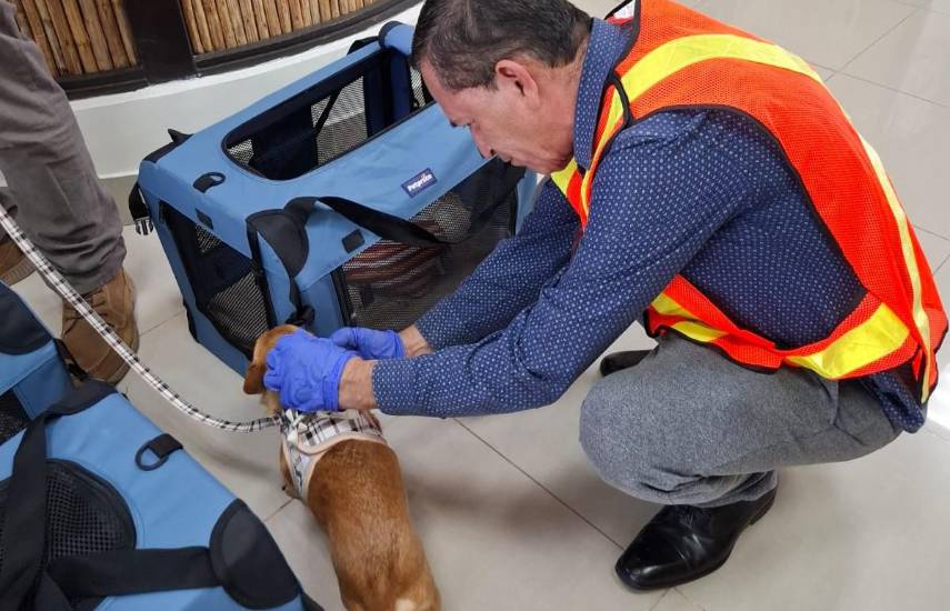 MIDA recuerda requisitos para entrada y salida de mascotas del territorio nacional