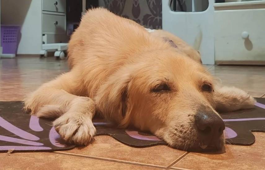 Proteja a sus mascotas de la pirotecnia