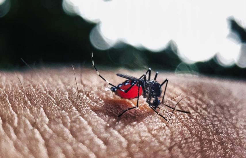 Pixabay | Un mosquito pica a una persona.