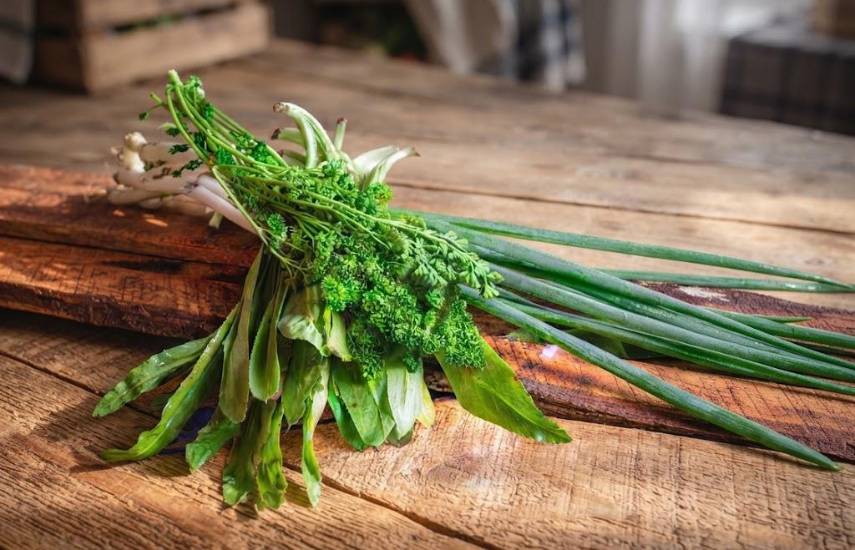 Chiriquí y Coclé líderan producción de recao verde