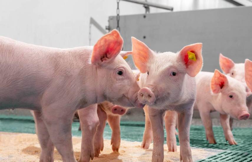 Sobreproducción y baja de precios afectan a porcinocultores, piden ayuda para exportar