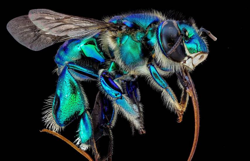 Científicos detectan por primera vez ADN de un parásito en una abeja silvestre de Panamá