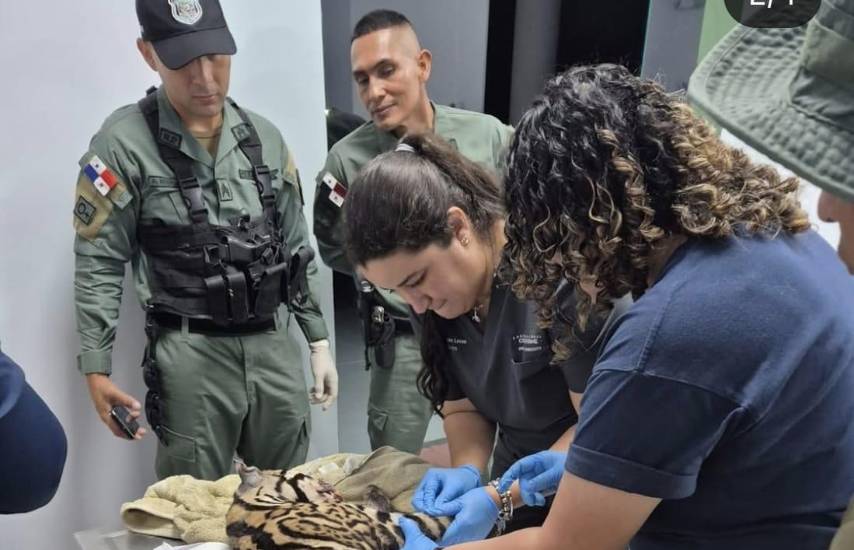 Ocelote rescatado tras ataque de perros en granja comunal