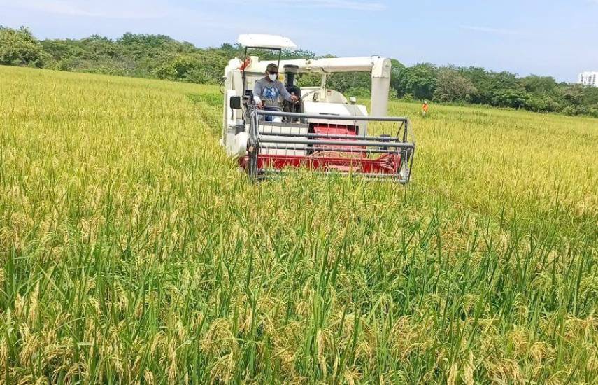 Arroceros bajo presión por consumo creciente y El Niño