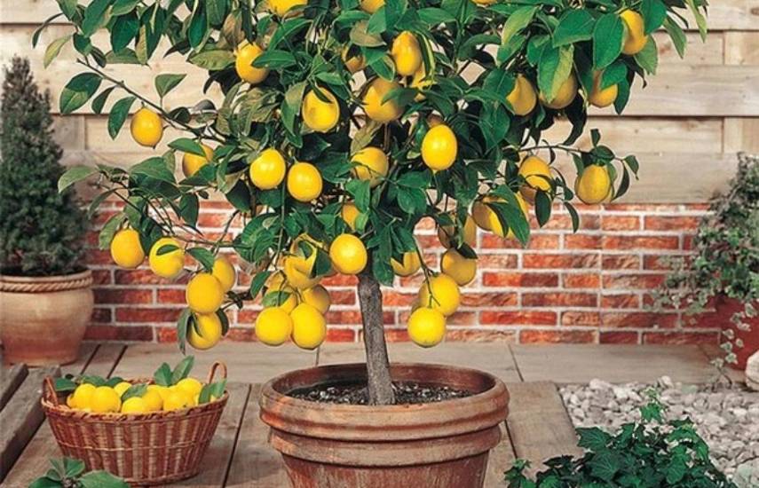 Plantas frutales injertadas, emprendimiento que impulsa la agricultura orgánica local