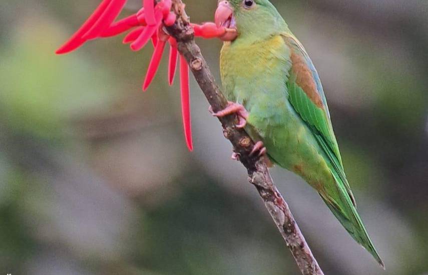 BioFest une a las aves y la “Medalla Alada”