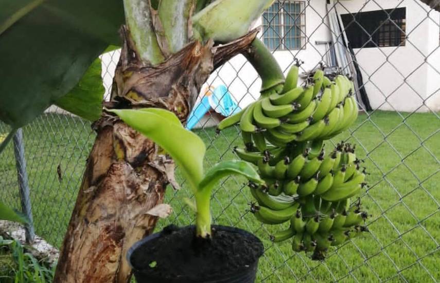 Plantas frutales injertadas, emprendimiento que impulsa la agricultura orgánica local