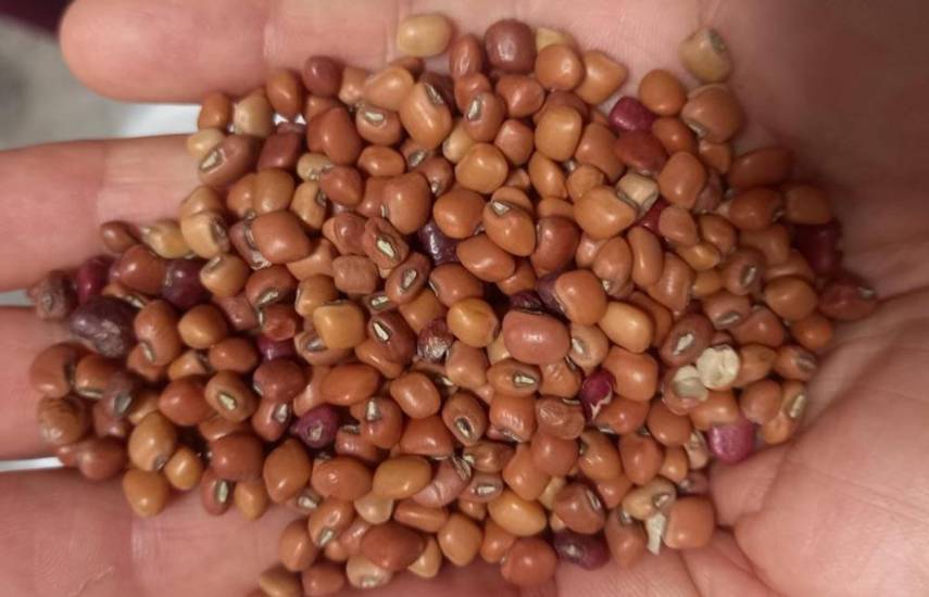 La producción y consumo de granos básicos está estable