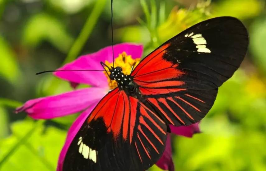 La casa de las mil mariposas