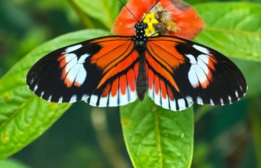 La casa de las mil mariposas
