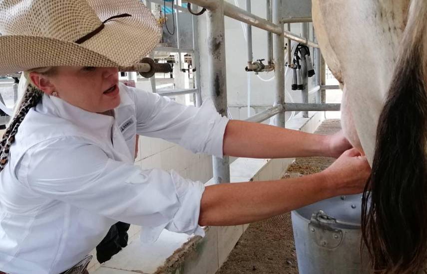 Entre vacas, cafetales, cerros y bosques vive el agroturismo