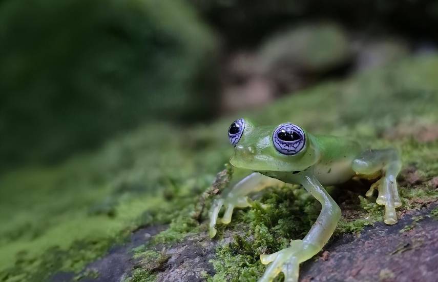 Ranas de cristal, guardianes del bosque
