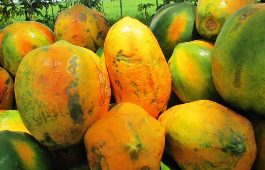 La exportación de frutas de Panamá van en aumento