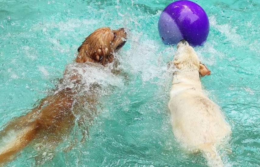 Cortesía | Dos canes grandes nadan tras una bola, en la piscina de Dog Spot.