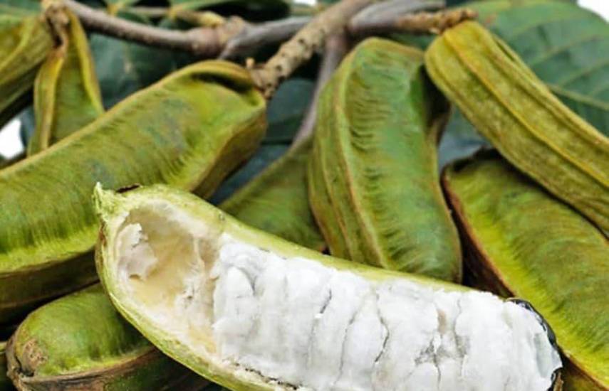 Chiriquí lidera producción de guaba