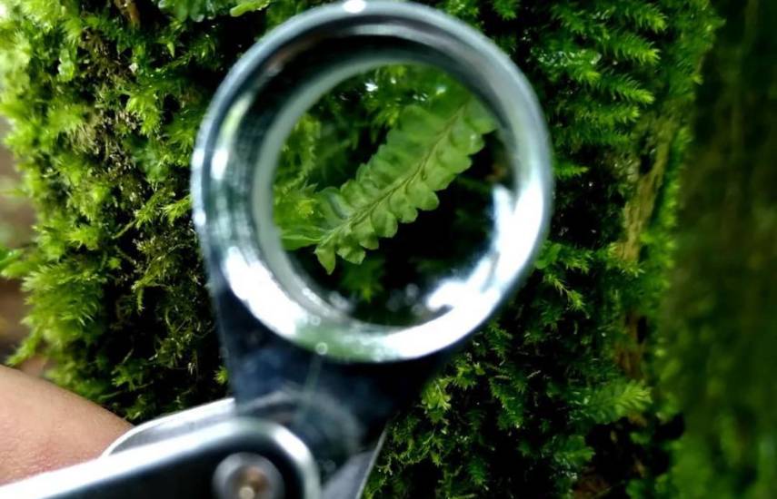 Parque Botánico Panamá, un proyecto para la conservación