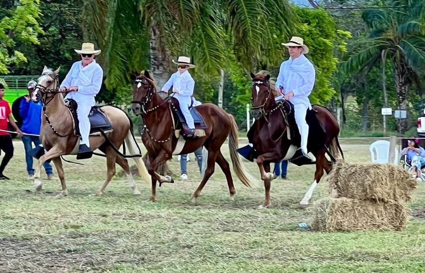 Caballo Peruano de Paso