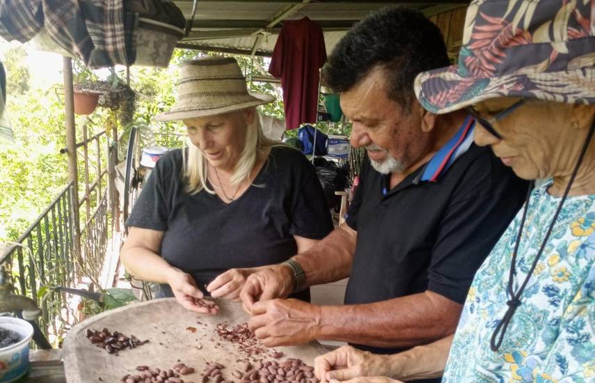 ML | Cultivo de cacao.