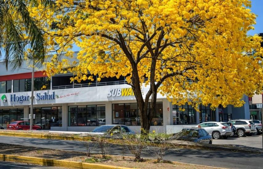 Árboles florales, un atractivo de las calles en la ciudad capital