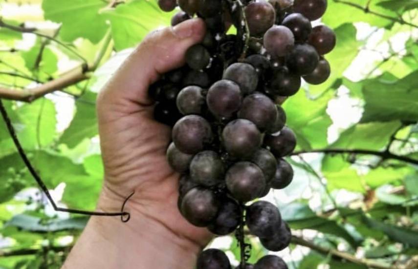 Plantas frutales injertadas, emprendimiento que impulsa la agricultura orgánica local