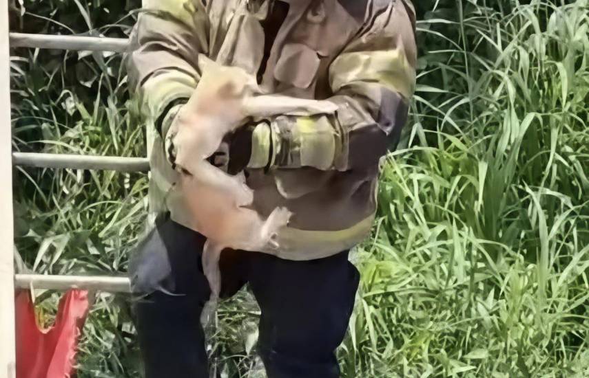 Bomberos rescatan a un gato en poste eléctrico