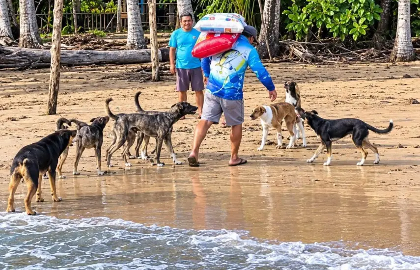 Las mascotas también sufrieron con el terremoto y las réplicas