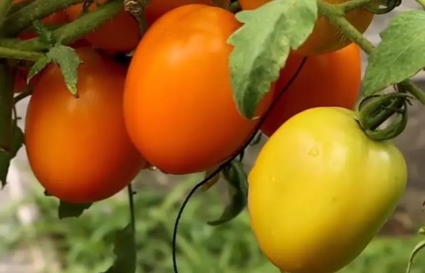 Cortesía | Unos tomates cultivados en el huerto de Leslie Rowe.