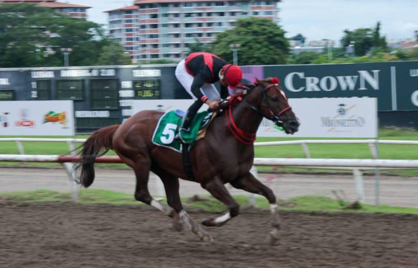 PRESIDENCIA | Chestnut Hill Stable.