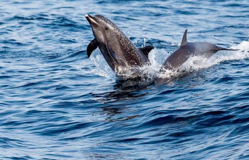 Buques con bandera panameña participan en proyecto científico sobre delfines
