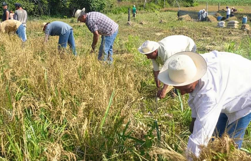 El contrabando de arroz y la tecnología, retos para el sector molinero