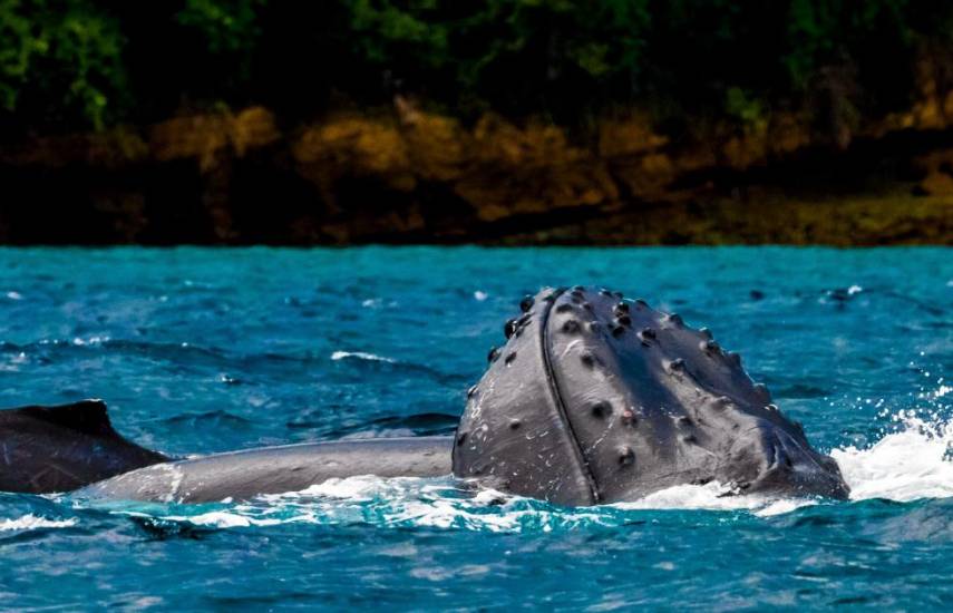 Se acerca la época de avistamiento de mamíferos marinos que vienen del sur