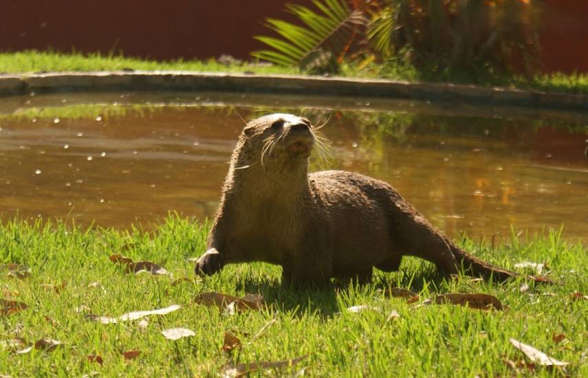 Panamá lidera estudios para la conservación de la nutria