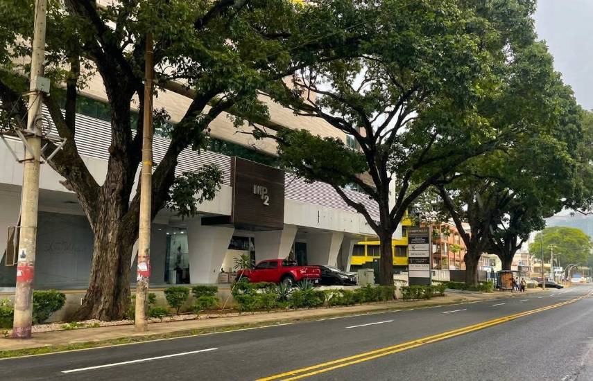 Más de 175 tipos de árboles en la city