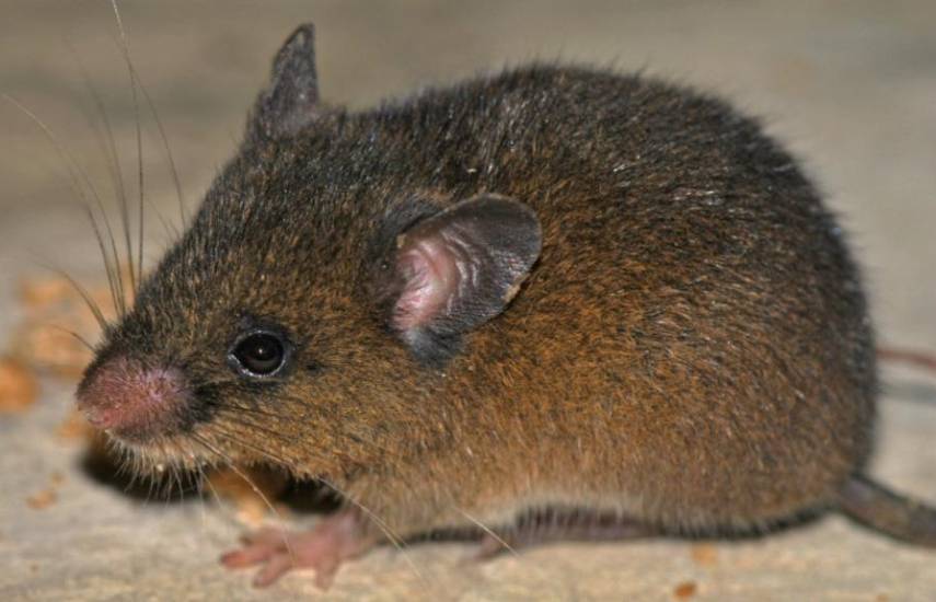 El pequeño roedor es de color pardo, cuerpo esbelto y cola larga.