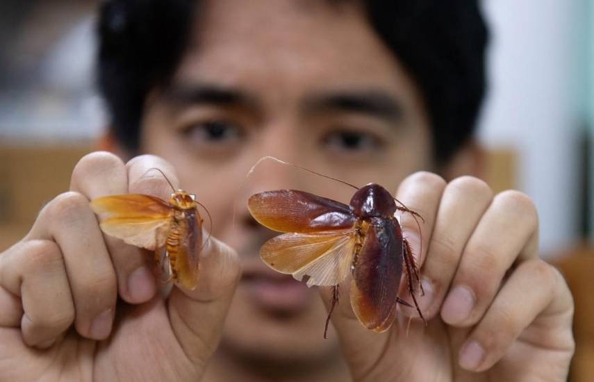El “Señor de las Cucarachas” filipino sale en defensa de estos insectos incomprendidos