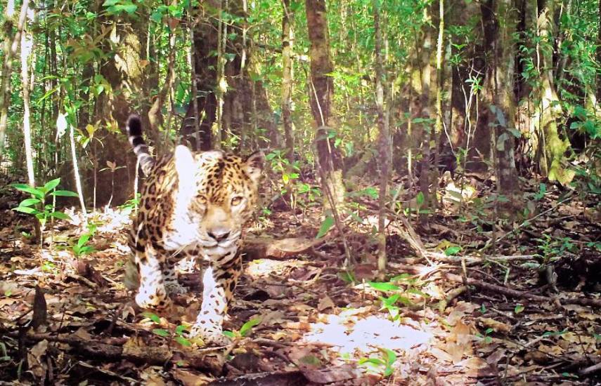 $!Cortesía | Un jaguar captado por una cámara trampa en Azuero.