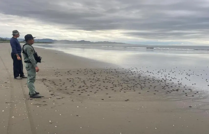 Liberan 962 neonatos de tortugas Golfina en Isla Caña