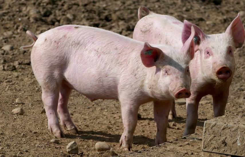 Los productores garantizan la producción de carne porcina